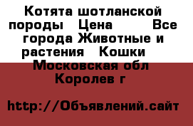 Котята шотланской породы › Цена ­ 40 - Все города Животные и растения » Кошки   . Московская обл.,Королев г.